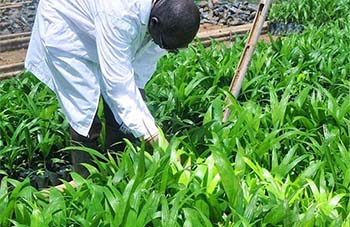 Planting for Export and Rural Development (PERD)