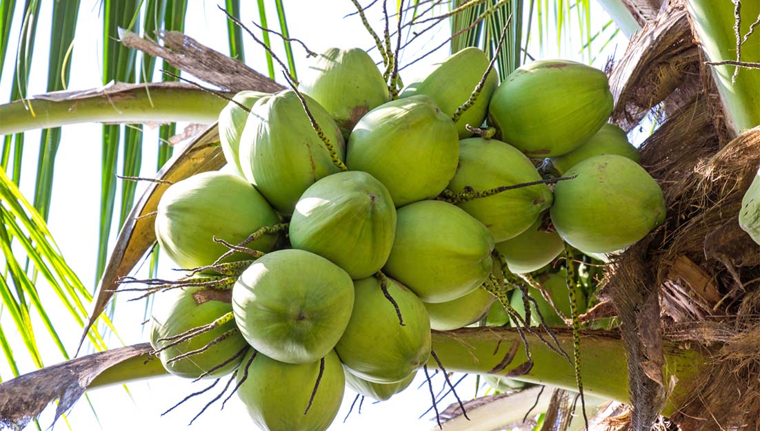 Coconut Programme - Csir-oil Palm Research Institute