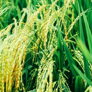 Jospong Group partners with International Rice Research Institute to boost Ghana’s rice industry