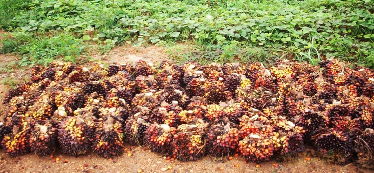 Weighed harvested fruits