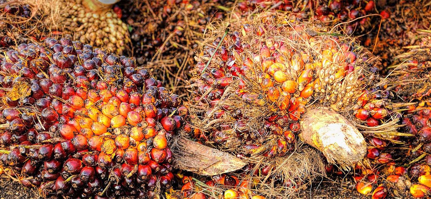 Sale of Fresh fruit oil palm bunches