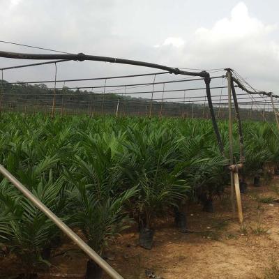 Oil Palm Seedlings At OPRI
